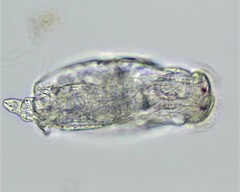 Testudinella clypeata