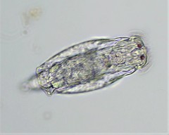 Testudinella clypeata