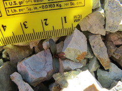 Claytonia peirsonii yorkii