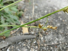 Carex divulsa divulsa