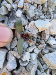 Claytonia peirsonii yorkii