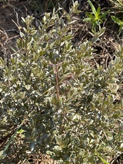 Diospyros lycioides nitens