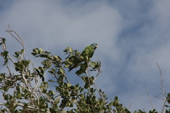 Thectocercus acuticaudatus