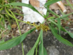 Carex divulsa divulsa