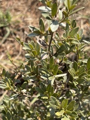 Diospyros lycioides nitens