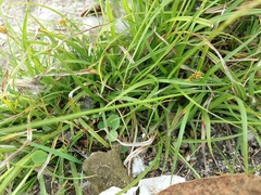 Carex divulsa divulsa