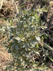 Diospyros lycioides nitens