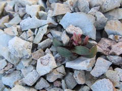 Claytonia peirsonii yorkii