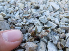 Claytonia peirsonii yorkii