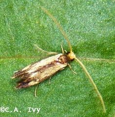 Isocorypha mediostriatella