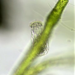 Testudinella clypeata