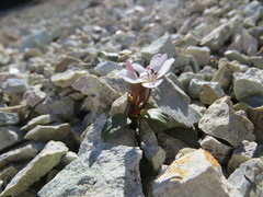 Claytonia peirsonii yorkii