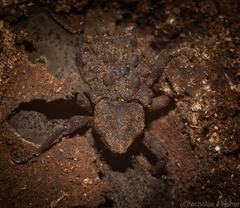 Tapinosomus exitiosus