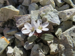 Claytonia peirsonii yorkii