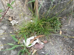 Carex divulsa divulsa