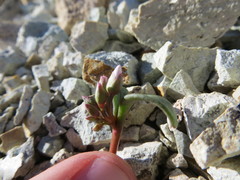 Claytonia peirsonii yorkii