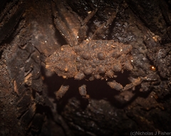 Tapinosomus exitiosus