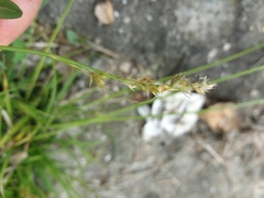 Carex divulsa divulsa