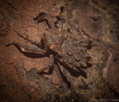 Tapinosomus exitiosus