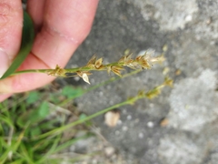 Carex divulsa divulsa