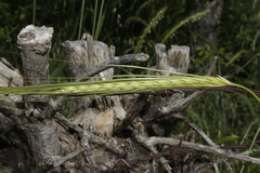 Hordeum spontaneum