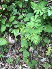 Taenidia integerrima