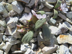 Claytonia peirsonii yorkii