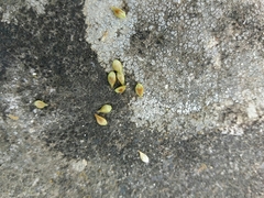 Carex divulsa divulsa