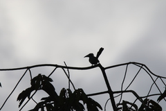 Horizocerus hartlaubi