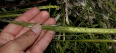 Hordeum spontaneum