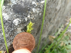 Carex divulsa divulsa