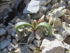Claytonia peirsonii yorkii