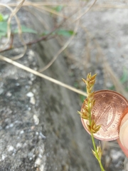 Carex divulsa divulsa
