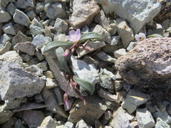 Claytonia peirsonii yorkii