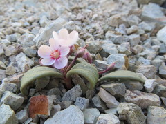 Claytonia peirsonii yorkii