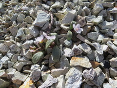 Claytonia peirsonii yorkii