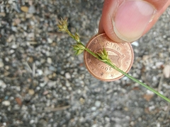 Carex divulsa divulsa