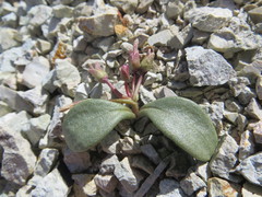 Claytonia peirsonii yorkii