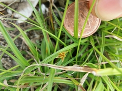 Carex divulsa divulsa