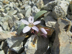 Claytonia peirsonii yorkii