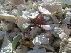 Claytonia peirsonii yorkii