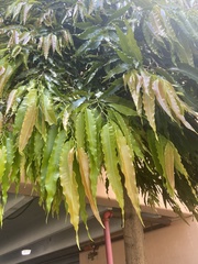 Polyalthia