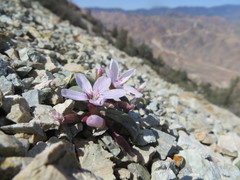 Claytonia peirsonii yorkii