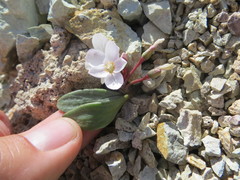 Claytonia peirsonii yorkii