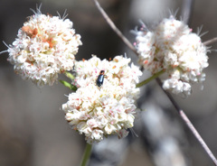 Lytta crotchii