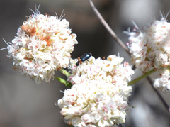 Lytta crotchii