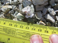 Claytonia peirsonii yorkii