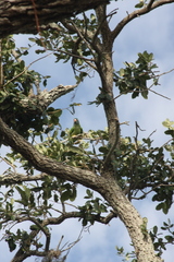 Thectocercus acuticaudatus