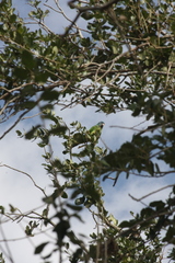 Thectocercus acuticaudatus