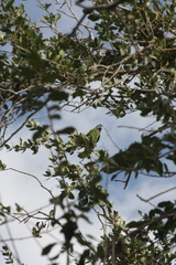 Thectocercus acuticaudatus